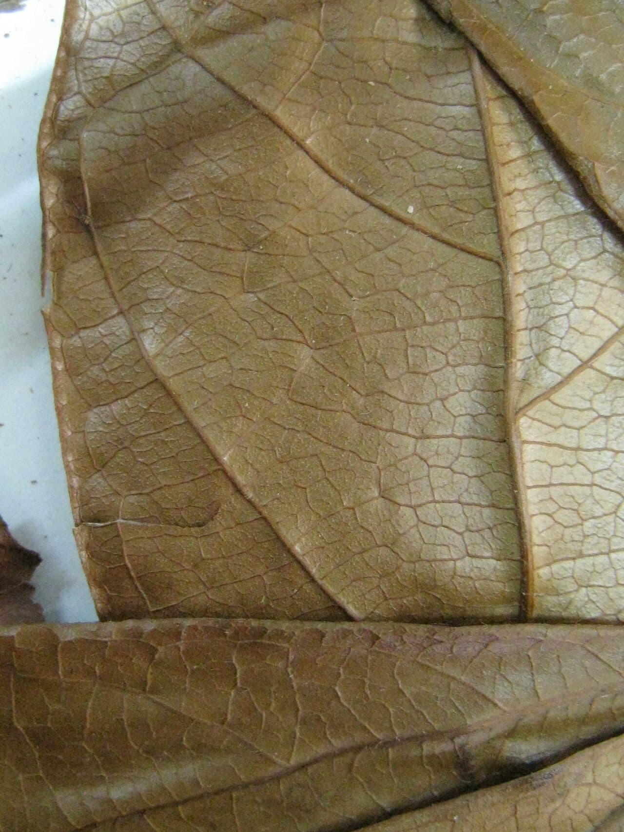 Terminalia 3