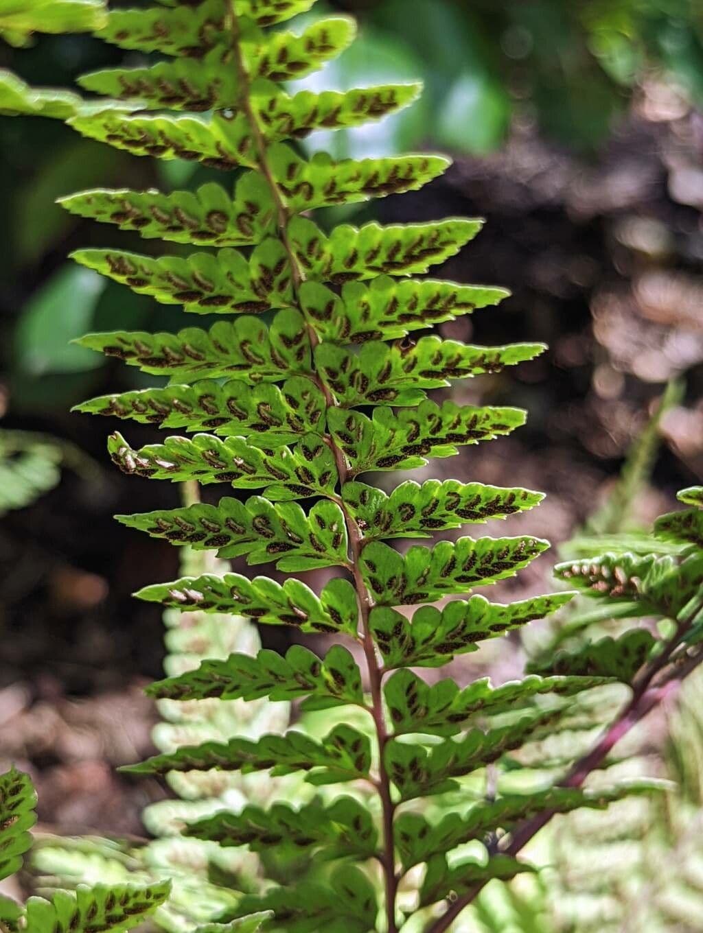 Athyrium
