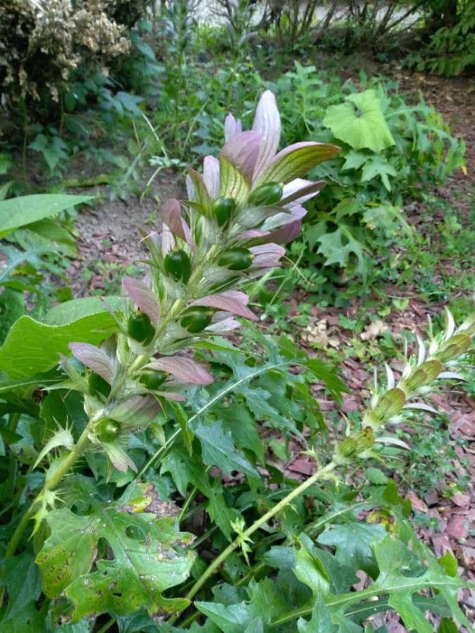 Acantho spinoso