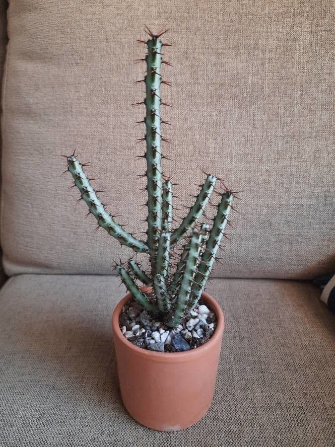 Euforbia verdastra 17