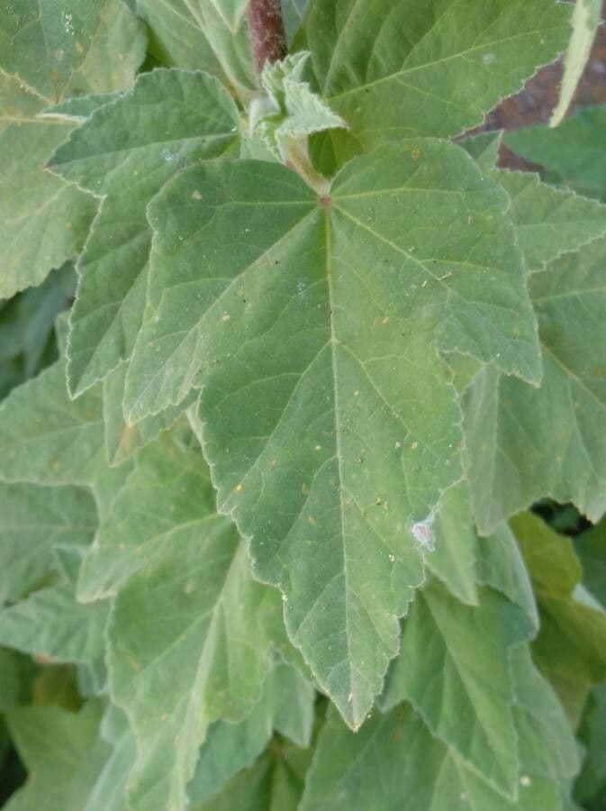 Phlomis 8