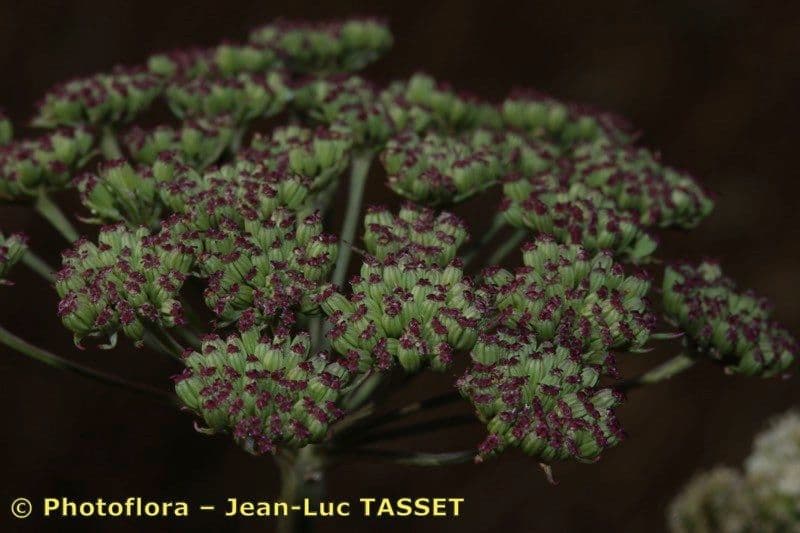 Seseli annuum 2