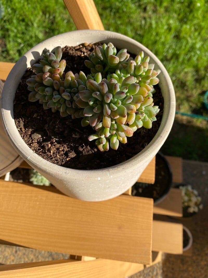 Graptopetalum 4