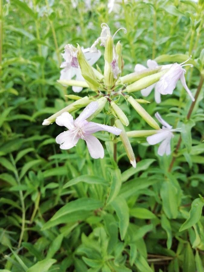 Saponaria comune 30