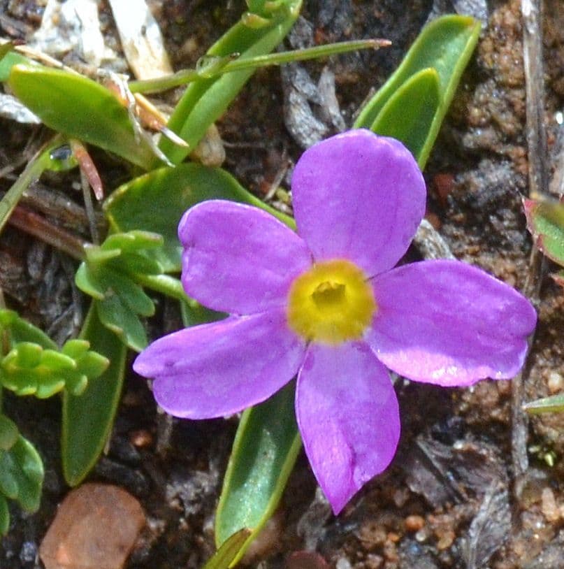 Primula 2