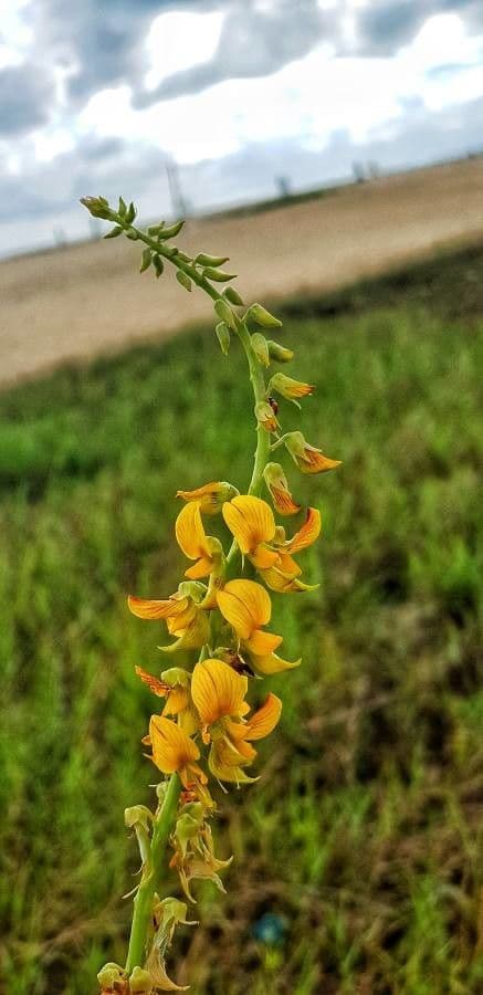 Crotalaria incana 10