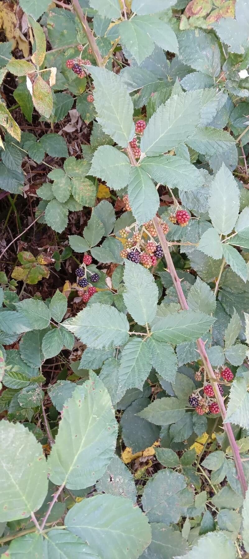 Ronce à feuilles d'orme 13
