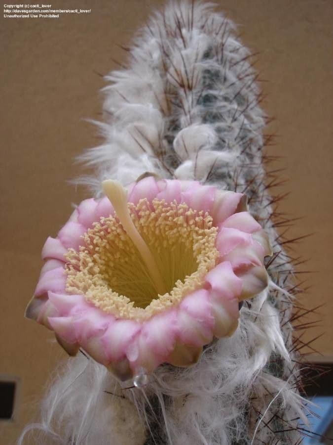 Woolly Torch 3