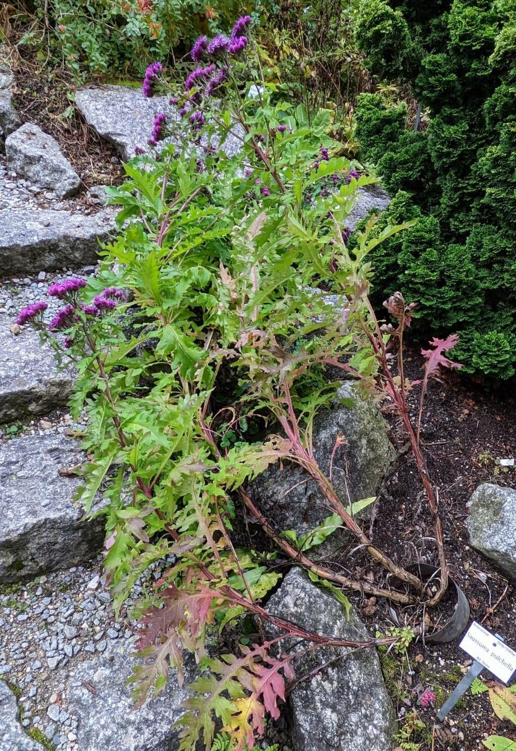 Saussurea pulchella 6