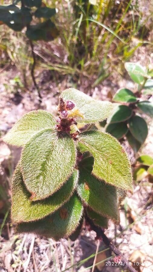Miconia sericea 16