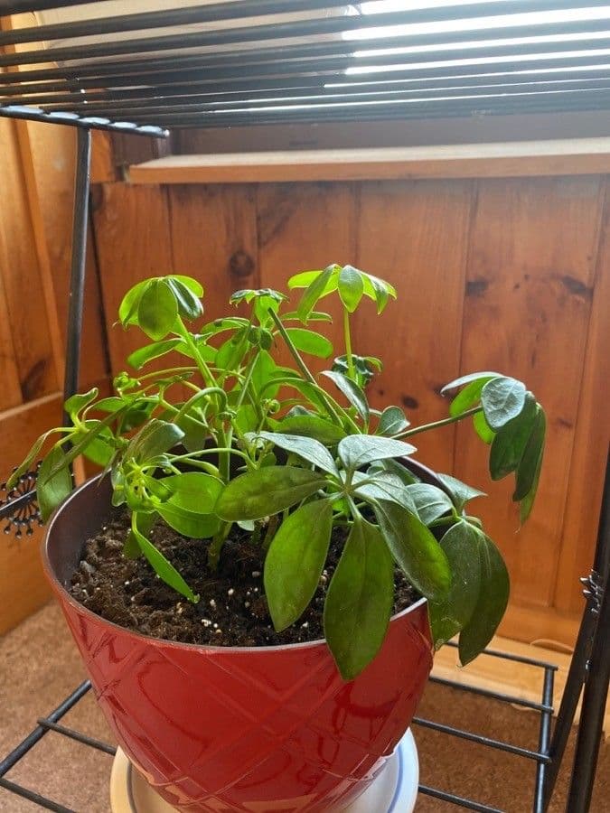 Schefflera 16