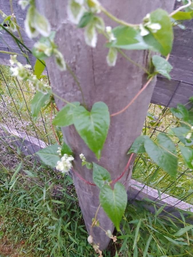 Fallopia scandens 5