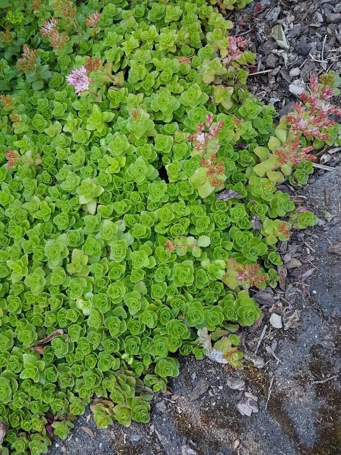 Sedum glauco 12