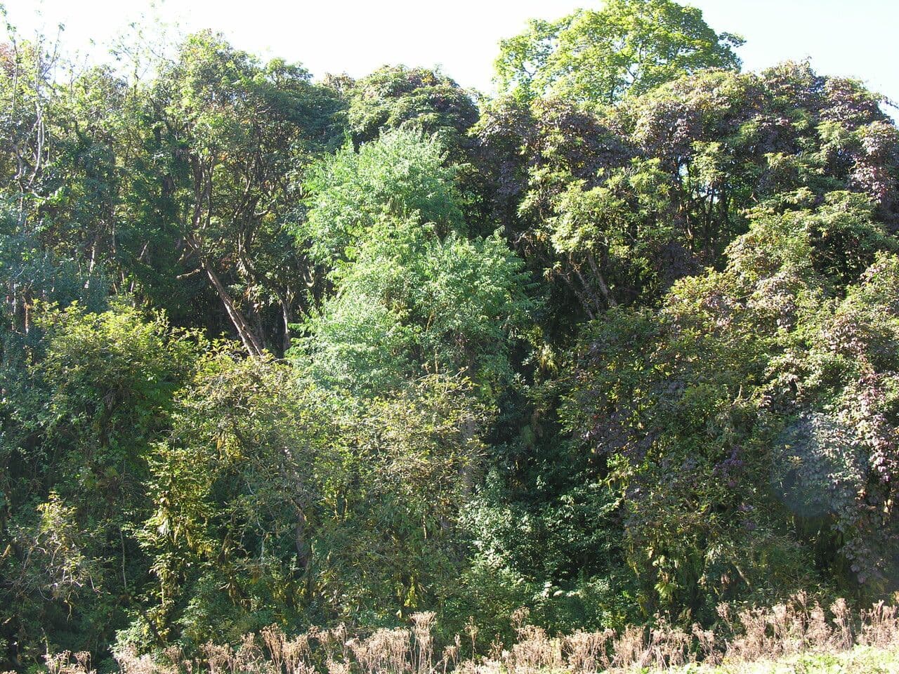 Ligustro 5