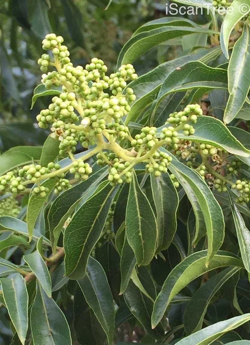 Heteropyxis 5