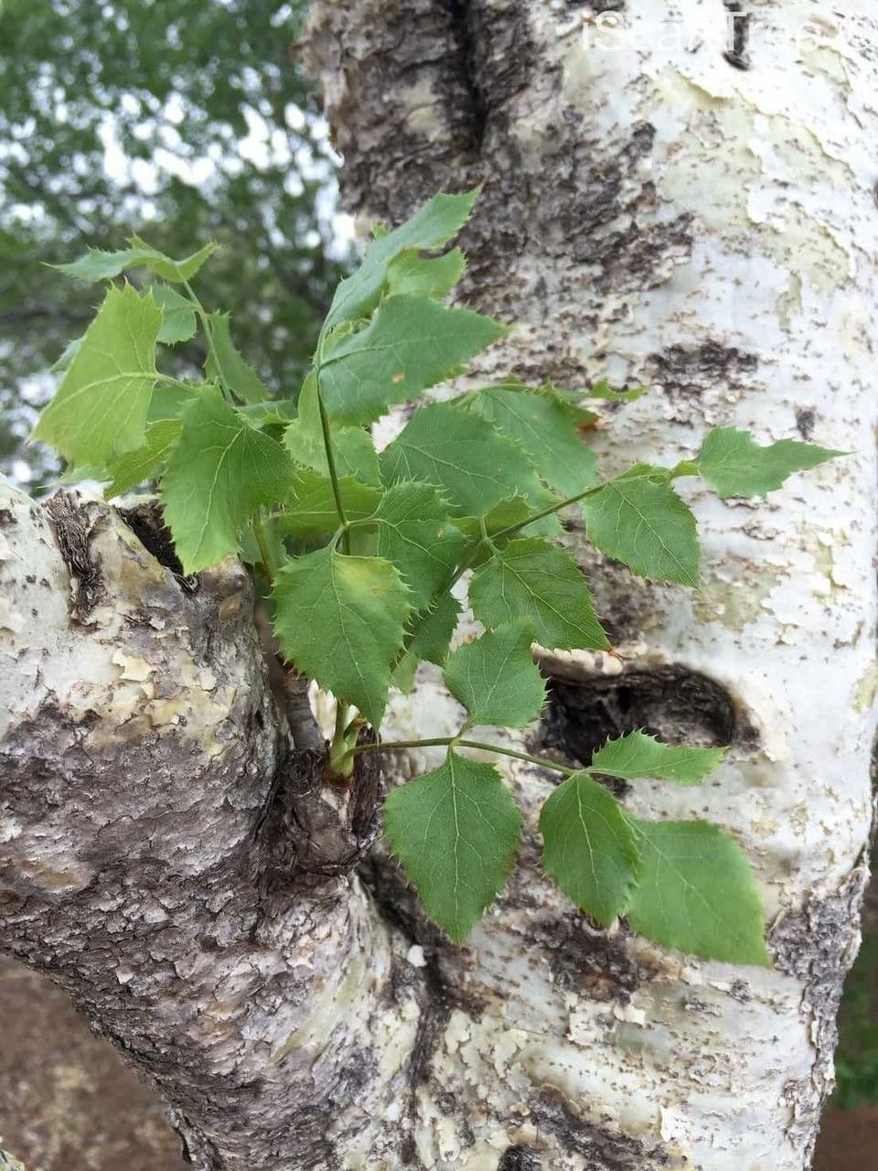 Steganotaenia araliacea