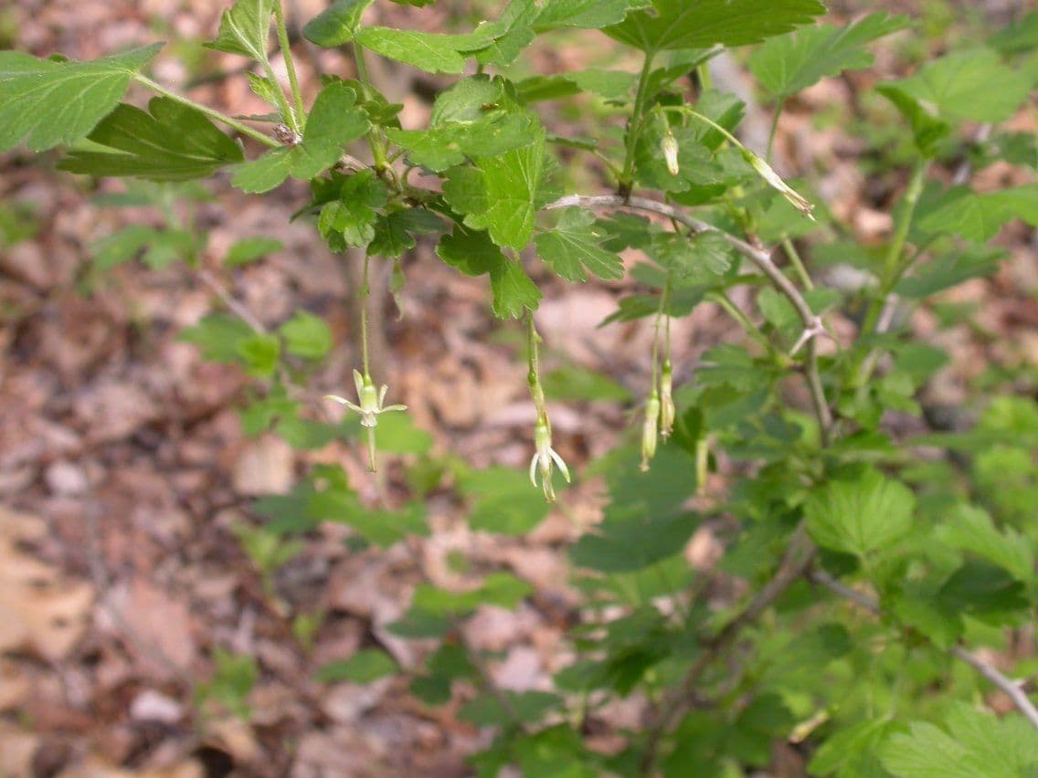 Missouri-Stachelbeere 14