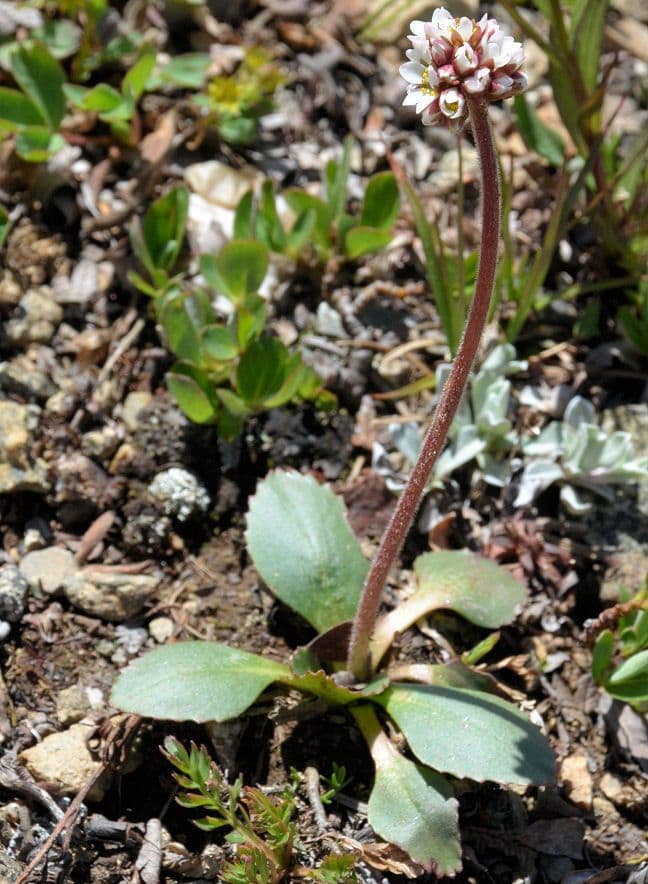 Saxifraga romboidale 4