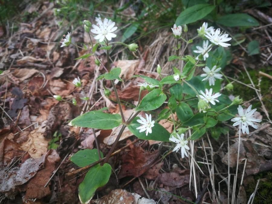 Stellaria pubescente 10