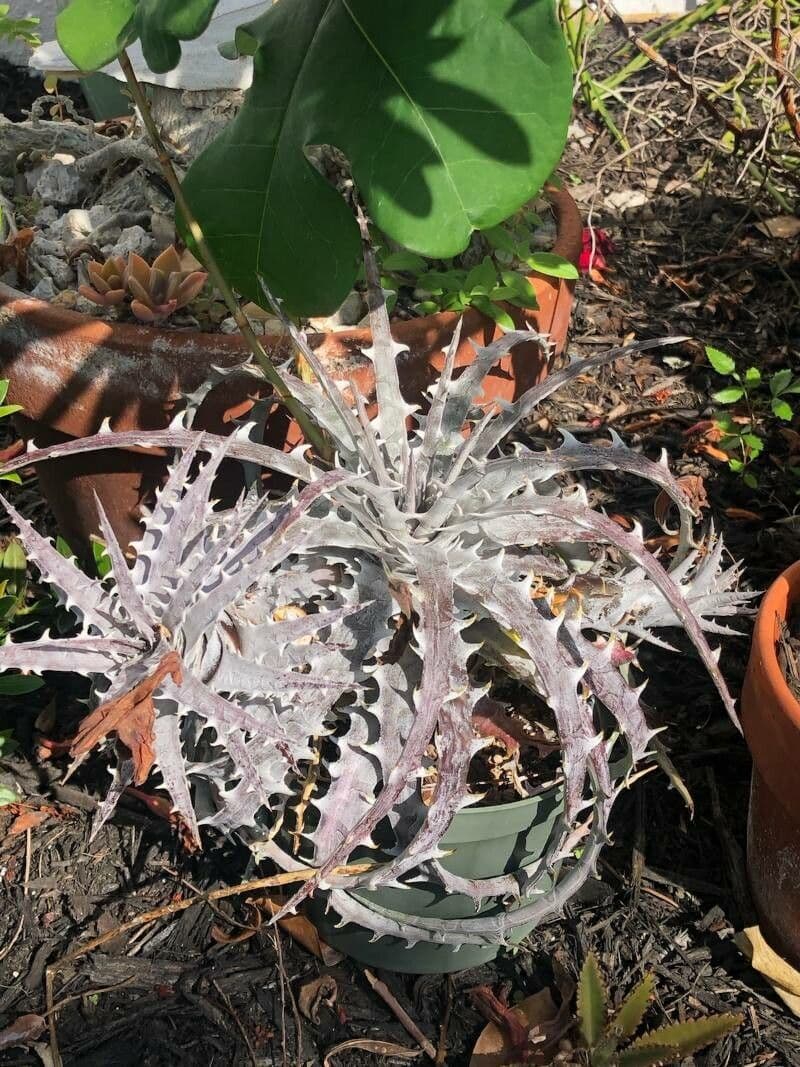 Dyckia 14