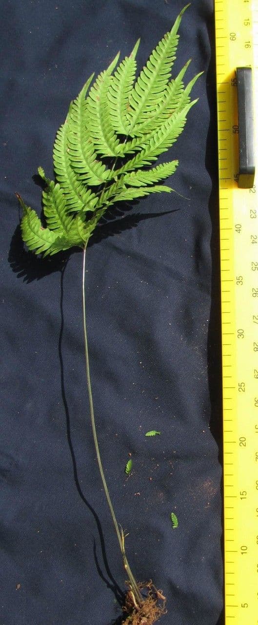 Pteris quadriaurita 7