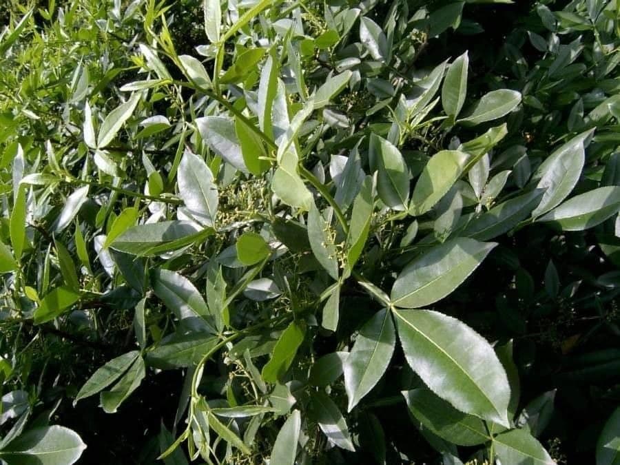 Zanthoxylum 6