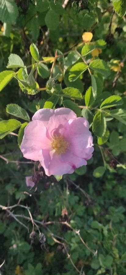 Woods-Rose 7