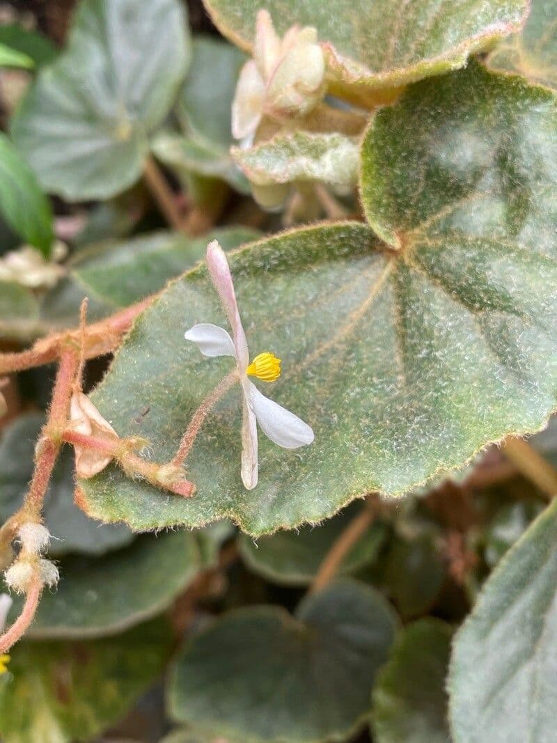 Begonia 2