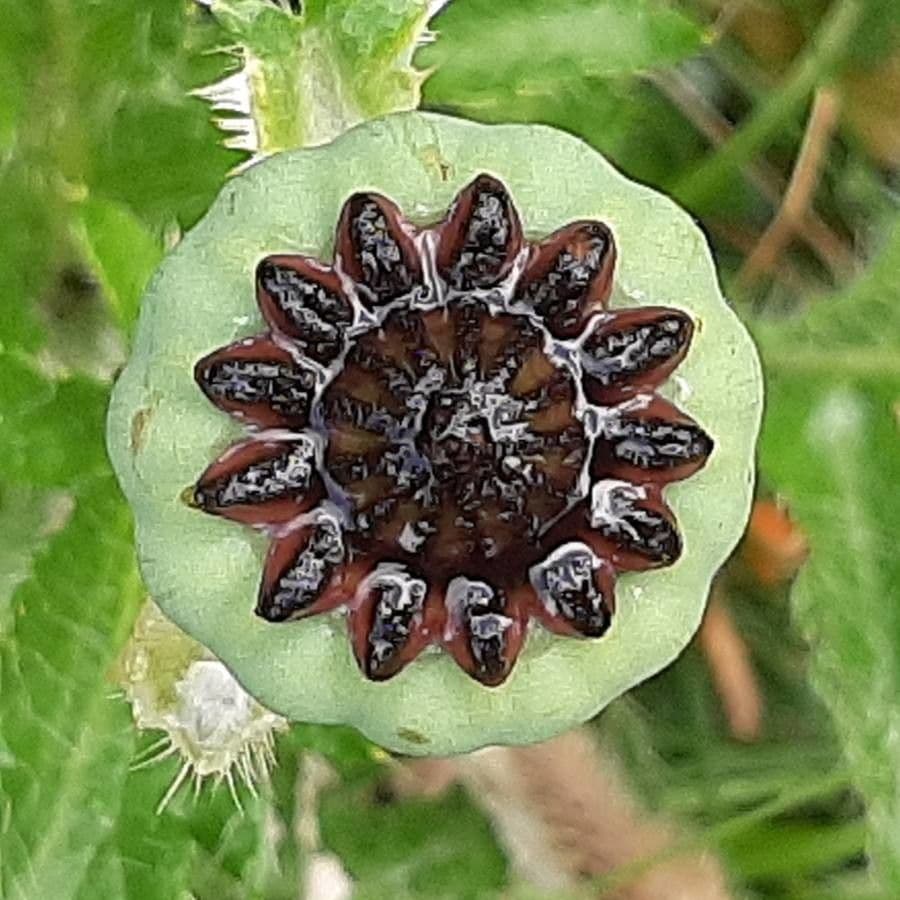 Orientalischer Schlafmohn 3