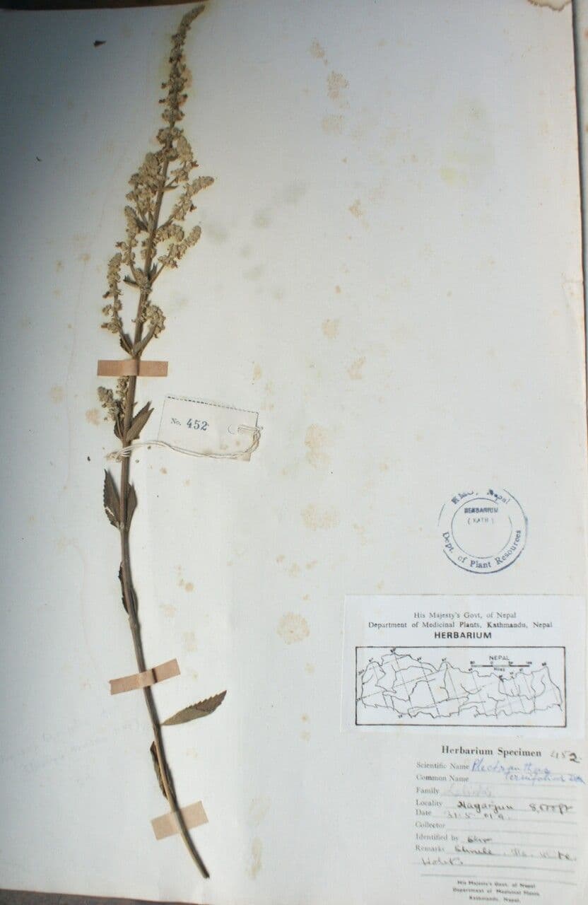 Isodon 5