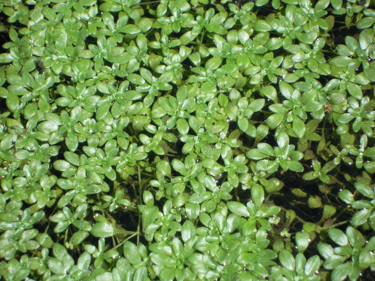 Estrellada 3