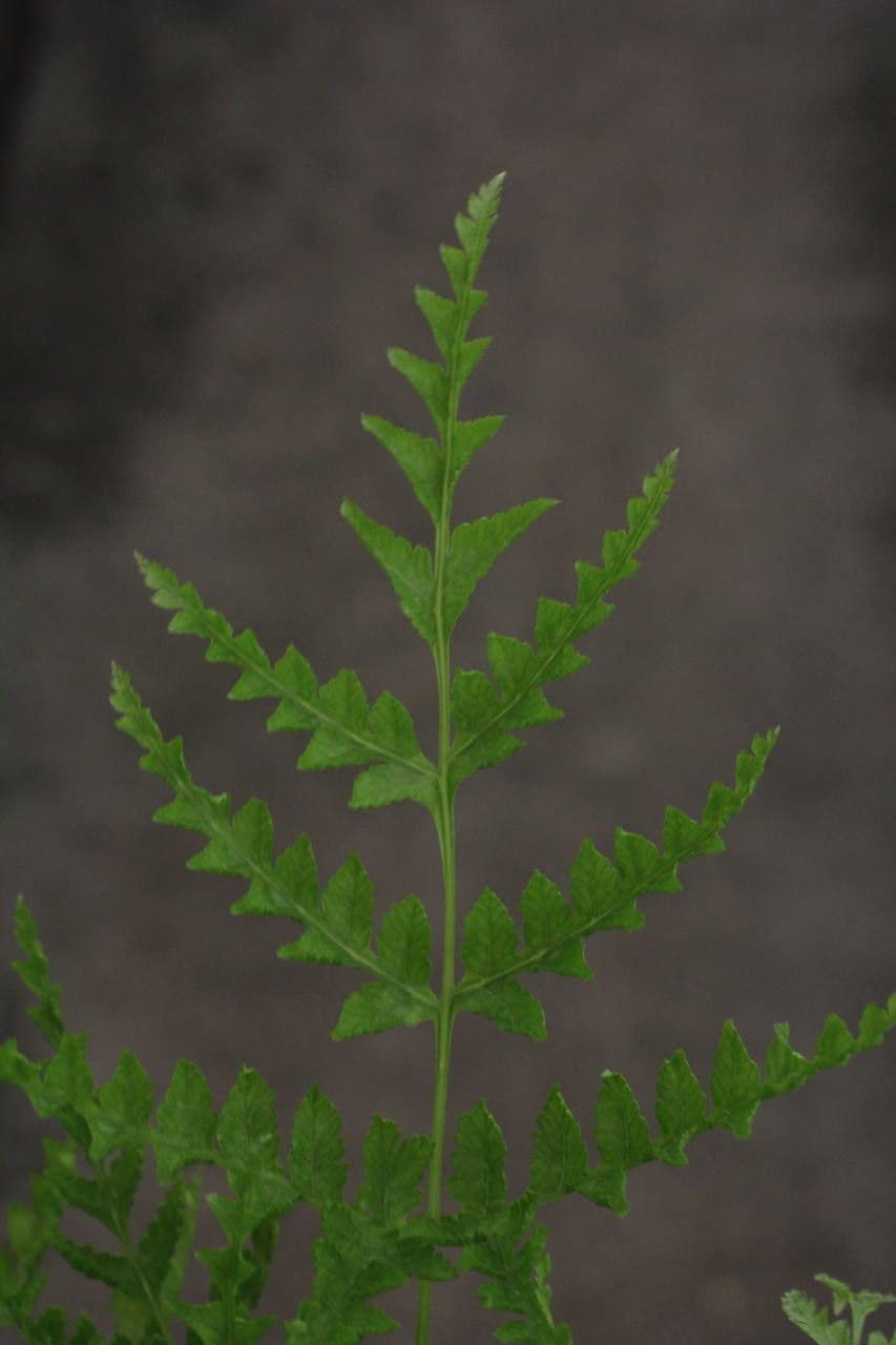 Pterys 8