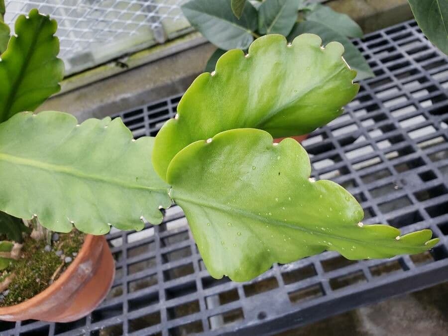 Rhipsalis 5
