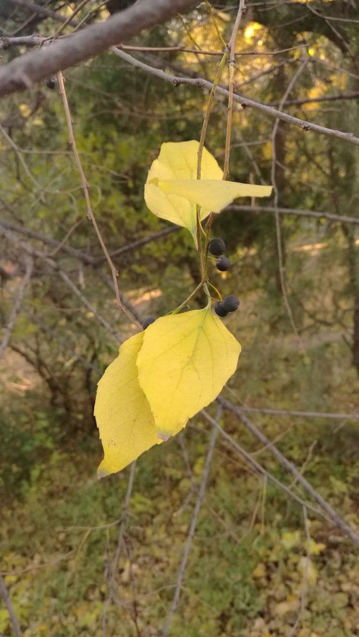 Bagolaro di Bunge 6