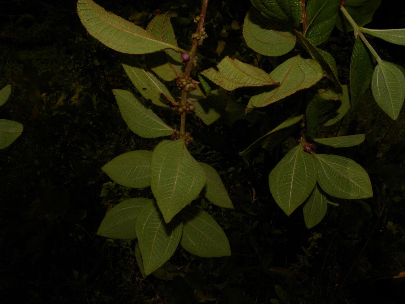 Miconia sericea 7
