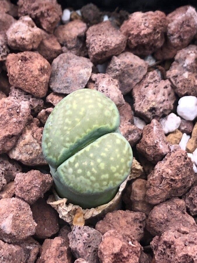 Lithops