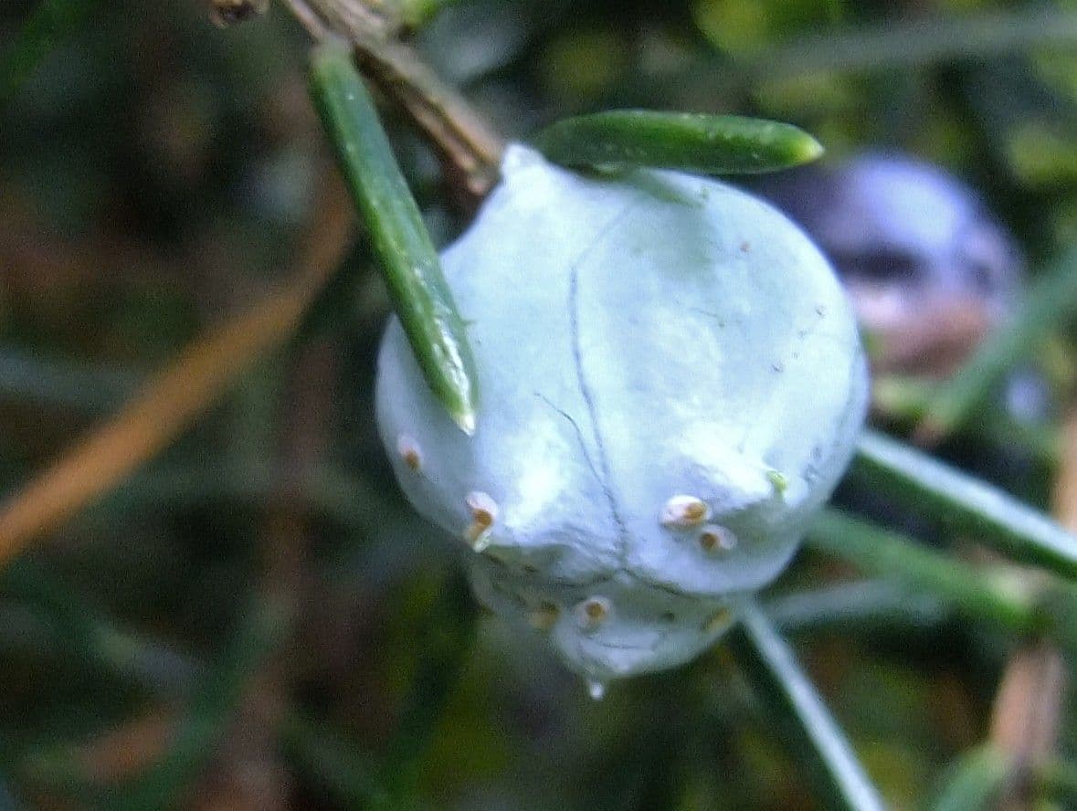 Ginepro rigido 4