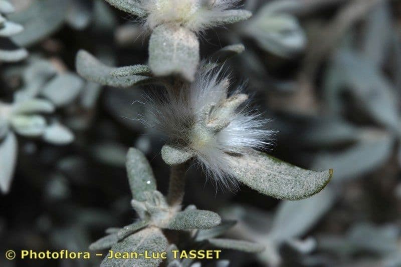 Krascheninnikovia ceratoides 3