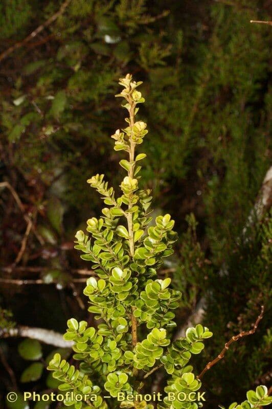 Myrsina africká 27