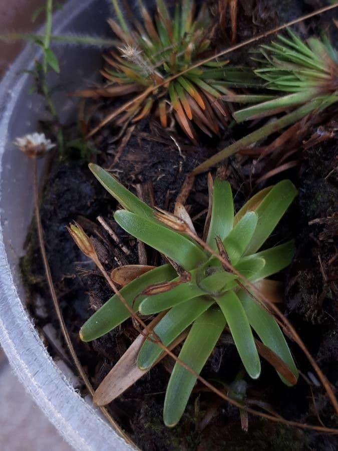 Curtia tenuifolia