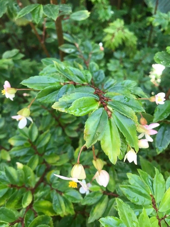 Begonia 13