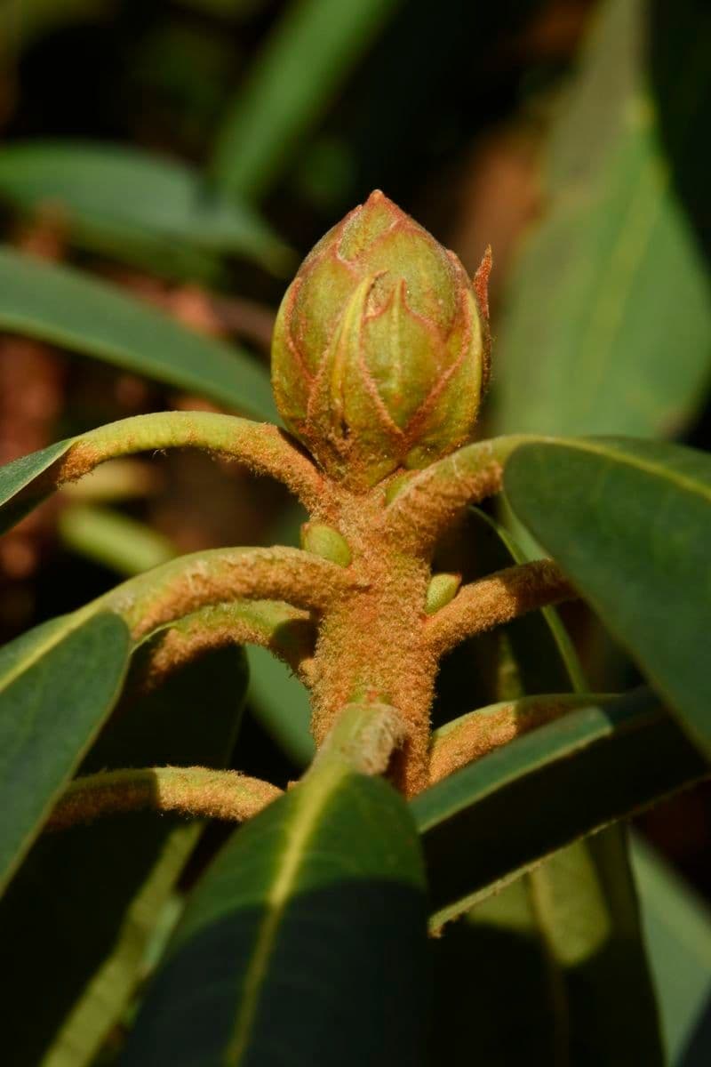 Rododendro 12