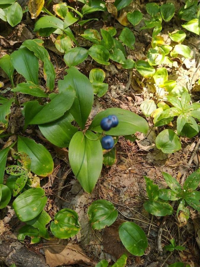Clintonia boreale 20