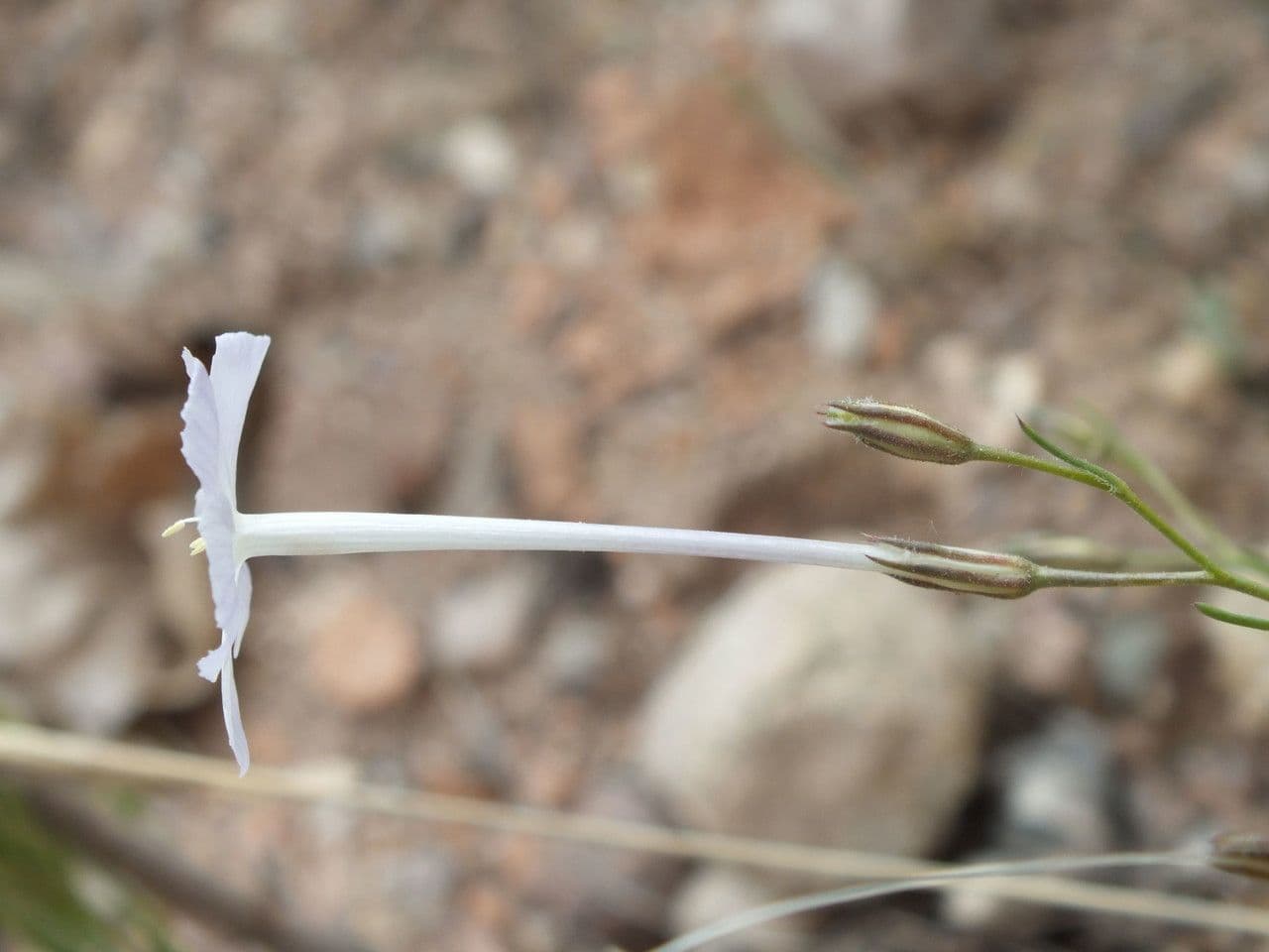 Ipomopsis a fiore lungo 2