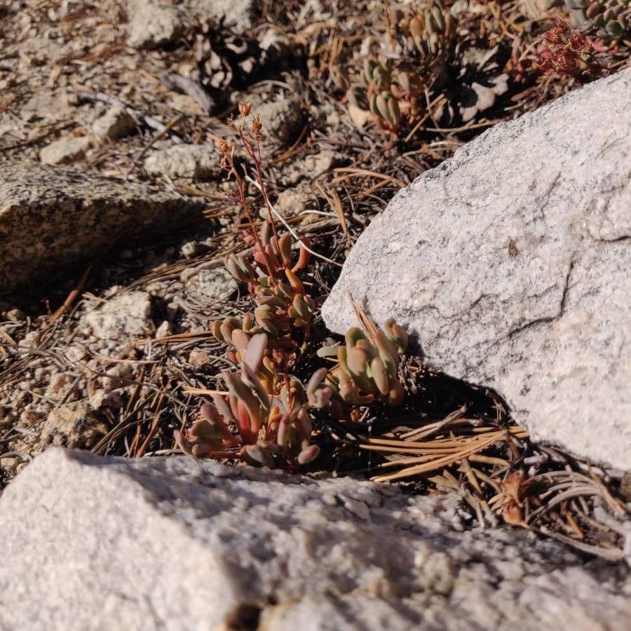 Borracina ottusa 17