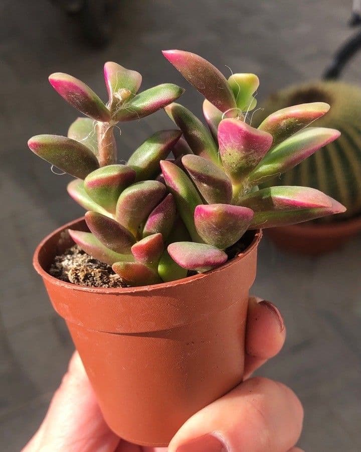 Anacampseros 12