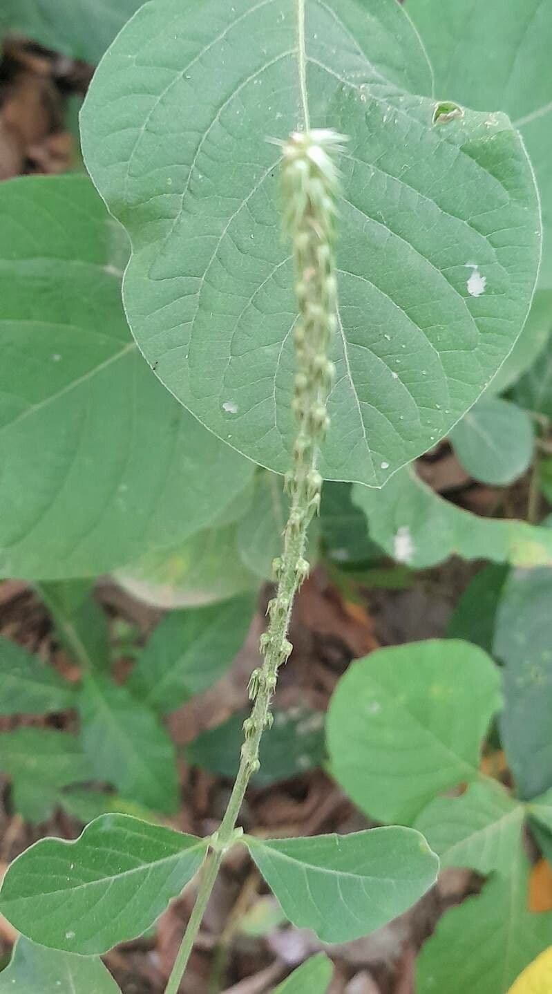 Achyranthes aspera 30