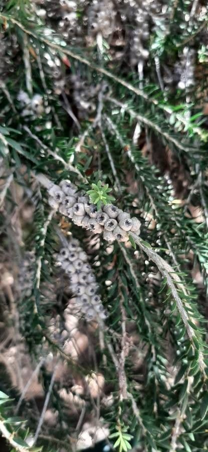 Melaleuca 2