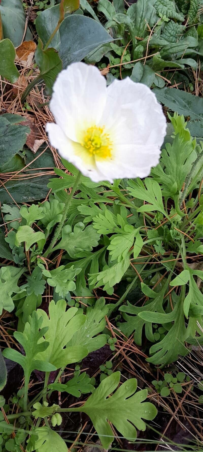 Arktischer Mohn 9