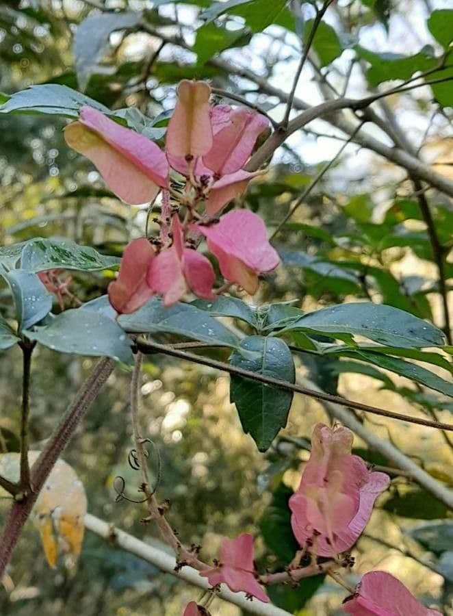 Serjania lepkavá